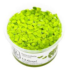 Attēlu rezultāti vaicājumam “Spirodela polyrhiza”