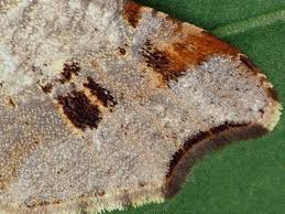 Attēlu rezultāti vaicājumam “Macaria notata”