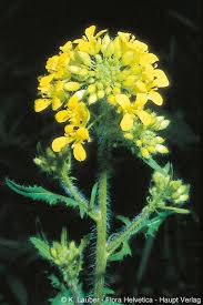 Attēlu rezultāti vaicājumam “Sisymbrium loeselii leaf”