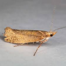 Attēlu rezultāti vaicājumam “Ypsolophidae”