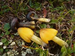 Attēlu rezultāti vaicājumam “Hygrocybe pseudoconica”