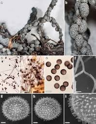 Attēlu rezultāti vaicājumam “Lignydium muscorum spores”