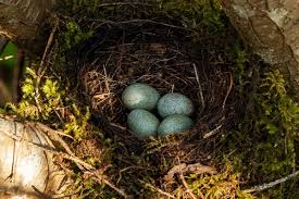 Attēlu rezultāti vaicājumam “Scolopax rusticola nest”