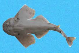 Image result for Squatina dumeril