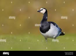 Attēlu rezultāti vaicājumam “Branta leucopsis adult”