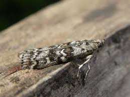 Attēlu rezultāti vaicājumam “Dioryctria abietella”