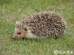 Attēlu rezultāti vaicājumam “Erinaceus sp.”