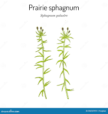 Attēlu rezultāti vaicājumam “Sphagnum palustre”