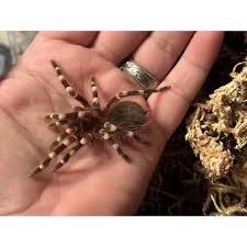 Znalezione obrazy dla zapytania geniculata