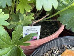 Attēlu rezultāti vaicājumam “Geranium sanguineum leaf”