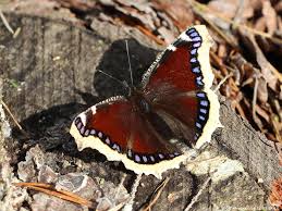 Attēlu rezultāti vaicājumam “Nymphalis antiopa underside”
