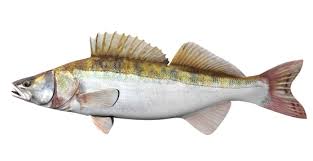 Image result for Sander lucioperca