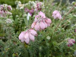 Attēlu rezultāti vaicājumam “Erica tetralix”