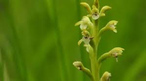 Attēlu rezultāti vaicājumam “Corallorhiza trifida flower”