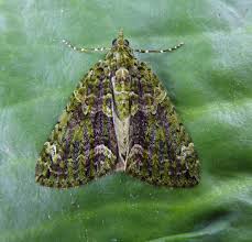 Attēlu rezultāti vaicājumam “Chloroclysta siterata”