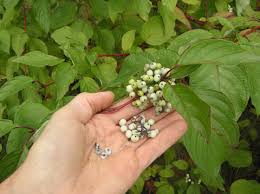 Attēlu rezultāti vaicājumam “Cornus sericea fruit”