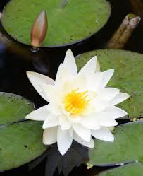 Attēlu rezultāti vaicājumam “Nymphaea alba flower”