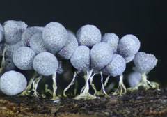 Attēlu rezultāti vaicājumam “Badhamia lilacina plasmodium”