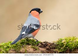 Attēlu rezultāti vaicājumam “Pyrrhula pyrrhula male”