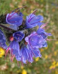 Attēlu rezultāti vaicājumam “Echium vulgare flower”