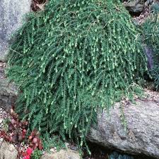 Attēlu rezultāti vaicājumam “Tsuga canadensis”
