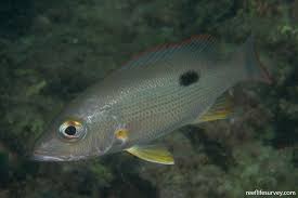 Image result for Lutjanus mahogoni