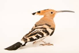 Attēlu rezultāti vaicājumam “Upupa epops”