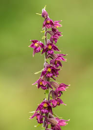 Attēlu rezultāti vaicājumam “Epipactis atrorubens flower”