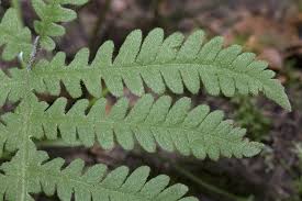 Attēlu rezultāti vaicājumam “Phegopteris connectilis”