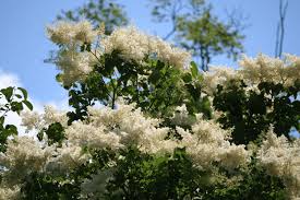Attēlu rezultāti vaicājumam “Syringa reticulata subsp. amurensis”