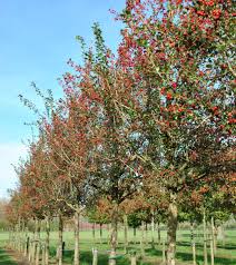 Attēlu rezultāti vaicājumam “Crataegus”
