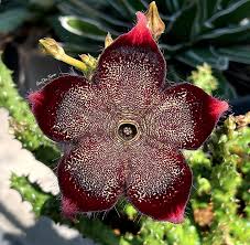 Attēlu rezultāti vaicājumam “Asclepiadaceae”