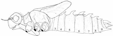 Attēlu rezultāti vaicājumam “Leucorrhinia caudalis male”