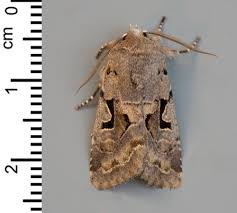 Attēlu rezultāti vaicājumam “Catarhoe cuculata”