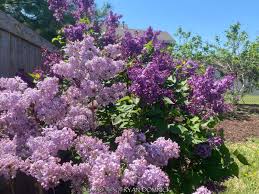 Attēlu rezultāti vaicājumam “Syringa vulgaris”