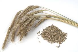 Image result for Secale cereale