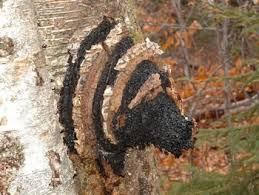 Attēlu rezultāti vaicājumam “Inonotus obliquus”