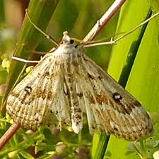 Attēlu rezultāti vaicājumam “Parapoynx stratiotata”