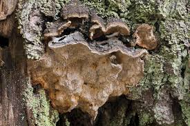 Attēlu rezultāti vaicājumam “Phellinus chrysoloma”