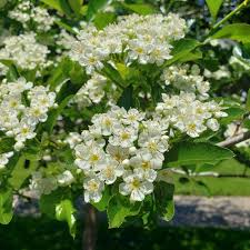 Attēlu rezultāti vaicājumam “Crataegus”