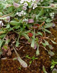 Attēlu rezultāti vaicājumam “Teesdalia nudicaulis”