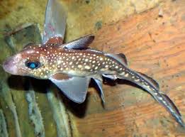 Image result for Hydrolagus colliei