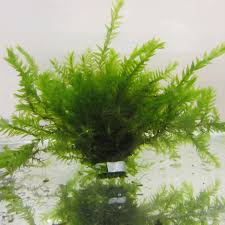 Attēlu rezultāti vaicājumam “Fontinalis antipyretica”