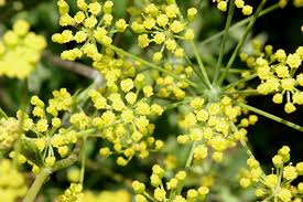 Attēlu rezultāti vaicājumam “Pastinaca sativa subsp. sylvestris”