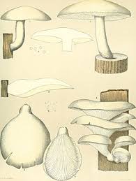 Attēlu rezultāti vaicājumam “Hypsizygus ulmarius”