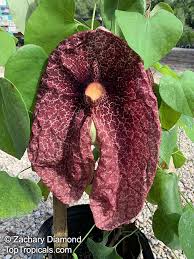 Attēlu rezultāti vaicājumam “Aristolochia durior flower”