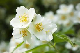 Attēlu rezultāti vaicājumam “Philadelphus coronarius”