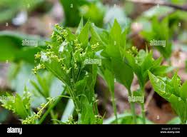 Attēlu rezultāti vaicājumam “Mercurialis perennis bud”