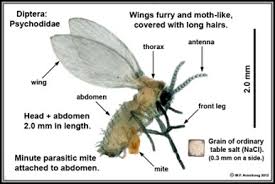 Attēlu rezultāti vaicājumam “Psychodidae”