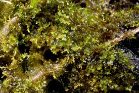 Attēlu rezultāti vaicājumam “Odontoschisma denudatum cells”